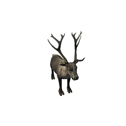 Reindeer_RM_FV_HP (Fur3)